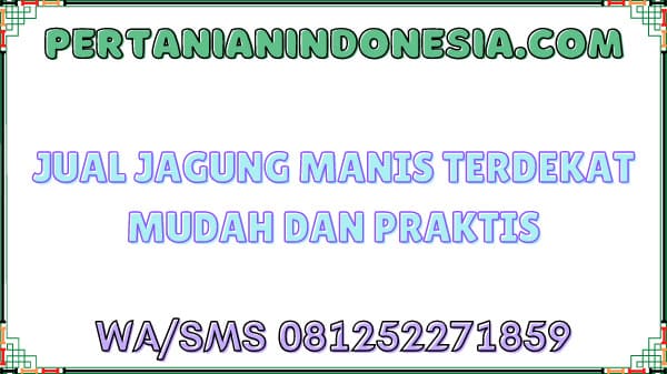 Jual Jagung Manis Terdekat Mudah Dan Praktis